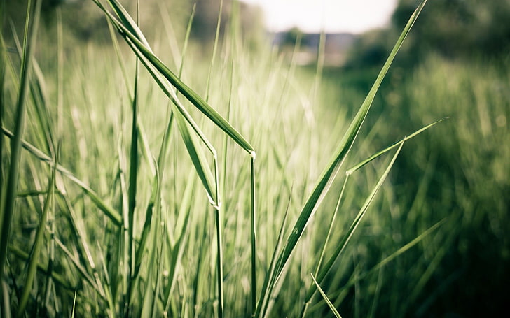 green and white leaf plant, nature, grass, plants, growth, field, HD wallpaper