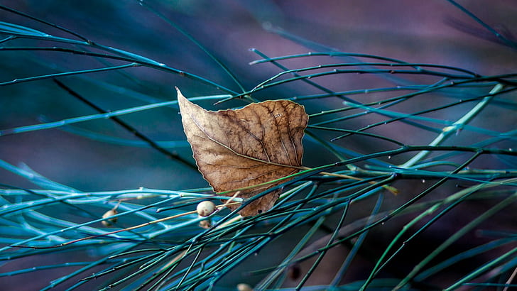 brown leaf, closeup photo of dried leaf on green needle-shaped leaves, HD wallpaper
