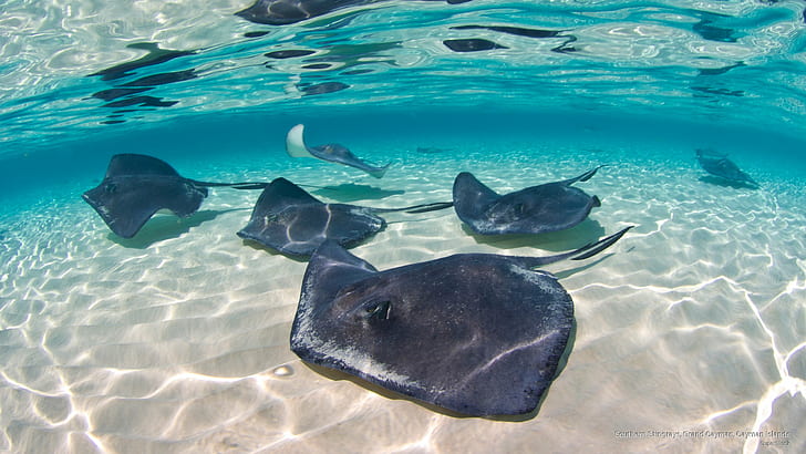Southern Stingrays, Grand Cayman, Cayman Islands, Ocean Life