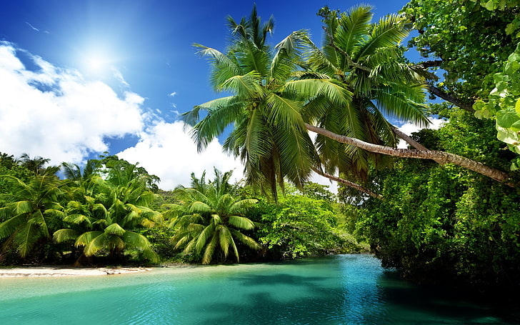 beach, sand, palm trees, nature, landscape, tropical, plant
