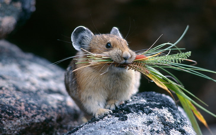 brown mouse, chinchilla, stone, grass, food, hold, hunt, rodent