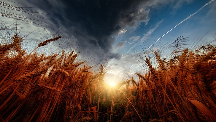 nature, sky, wheat, storm, sunset, clouds, colorful, cloud - sky, HD wallpaper
