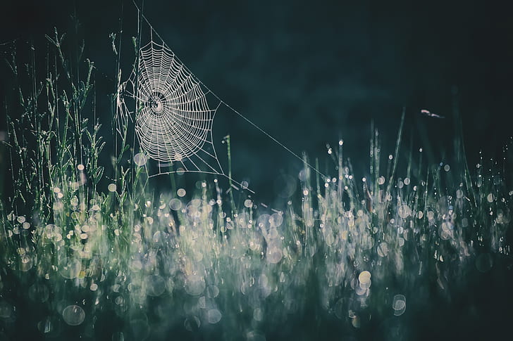 nature, spiderwebs, fragility, vulnerability, no people, selective focus, HD wallpaper