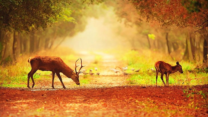 antelope, impala, bovid, deer, ruminant, animal, mammal, hartebeest, HD wallpaper