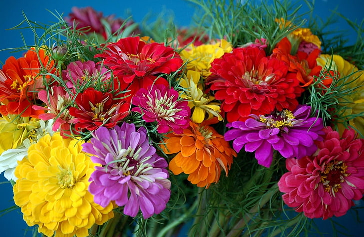 red, pink, orange, and yellow flowers, zinnias, bright, colorful, HD wallpaper