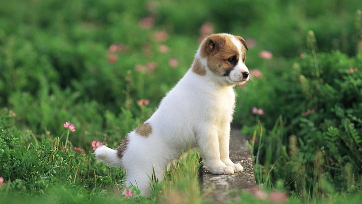 dog, animal, pet, cute, puppy, canine, baby, domestic, mammal, HD wallpaper