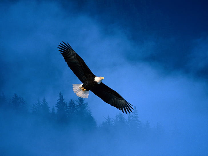Flight of Freedom Bald Eagle, HD wallpaper