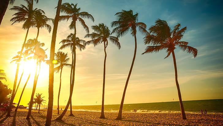Tropical beach beautiful sunset, palm tree, sea, people, dusk, coconut trees