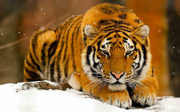Tigre Des Neiges, tiger, orange, tigres, tigers, wild, beautiful, HD wallpaper