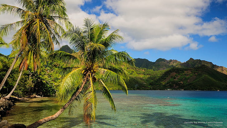 Opunohu Bay, Moorea, French Polynesia, Islands, HD wallpaper