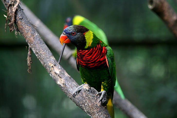 depth of field photography of green, red, and black parrot on tree branch, HD wallpaper