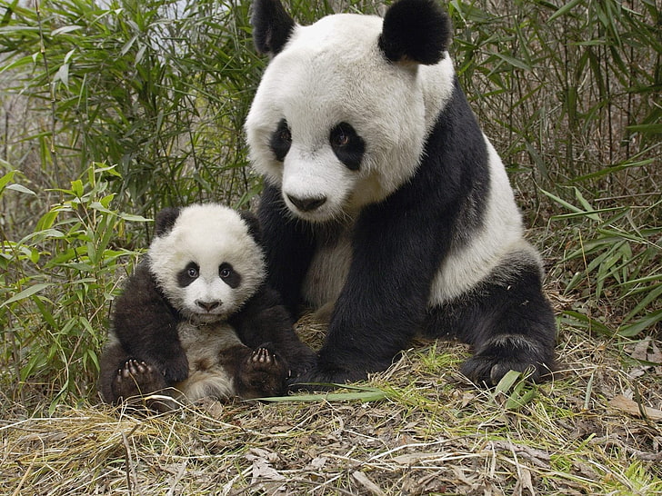animals, panda, baby animals, animal themes, mammal, animal wildlife, HD wallpaper