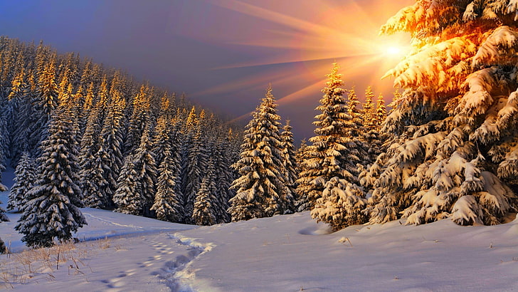 nature, Sun, sunlight, winter, snow, trees, pine trees, forest, HD wallpaper