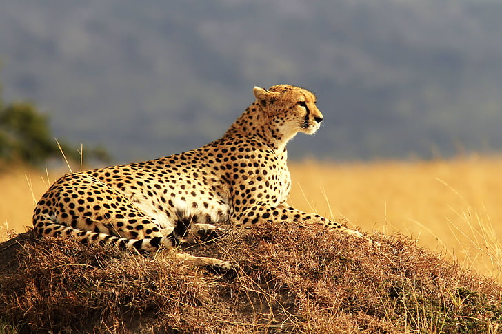 cheetah selective focus photo, Maasai Mara, National Reserve