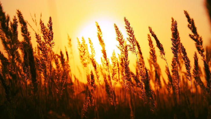 photography, sunset, field, plants, depth of field