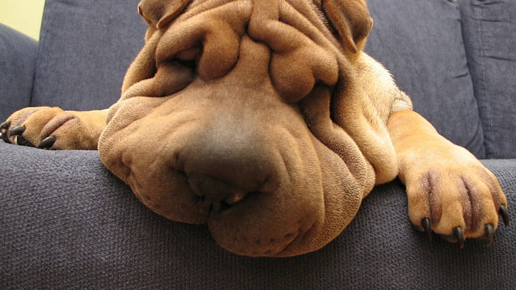shar pei dog, wrinkles, animals, relaxation, one animal, pets, HD wallpaper