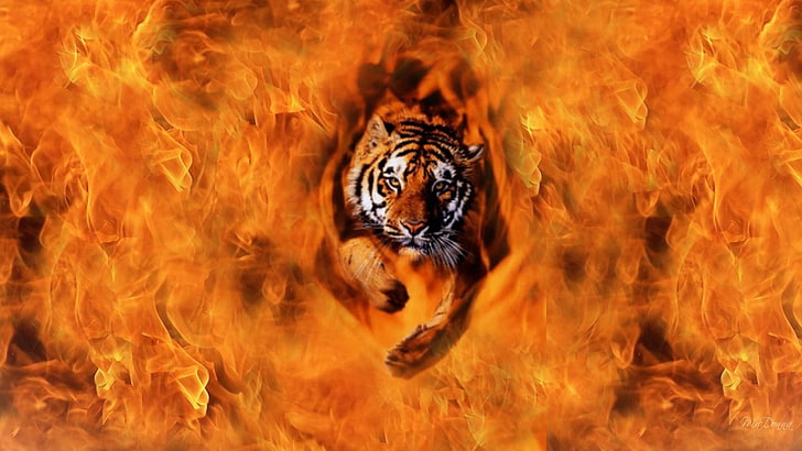 1920x1200px | free download | HD wallpaper: tiger pictures, burning, flame,  fire, fire - natural phenomenon | Wallpaper Flare