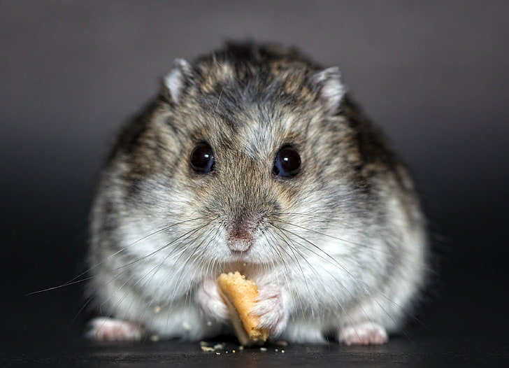 gray chinchilla, hamster, cookies, food, rodent, cute, animal, HD wallpaper