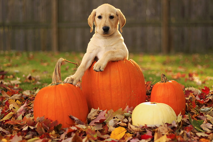 short-coated beige dog, labrador retriever, foliage, autumn, pumpkin