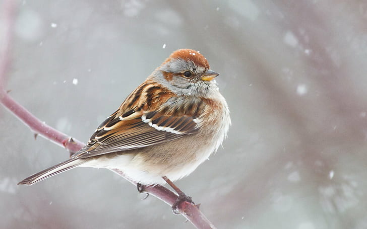 brown and white bird perching, american tree sparrow, american tree sparrow