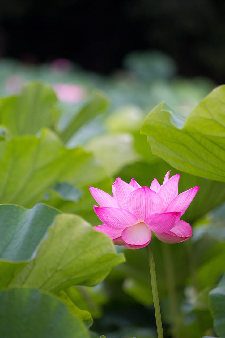 pink flower surrounded by green leaves, lotus, lotus, Garden
