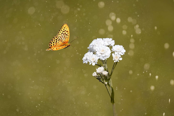 butterfly, close, eisenhut crowfoot, flight insect, flower, HD wallpaper