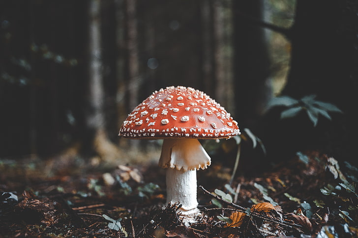 red and beige mushroom, fly agaric, fall, foliage, fungus, autumn, HD wallpaper