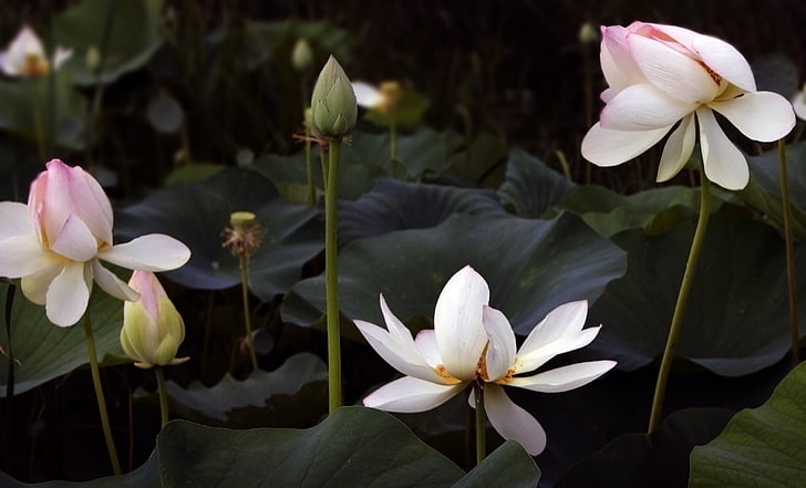 white lotus flower, lotus flowers, pink, plants, flowering plant, HD wallpaper