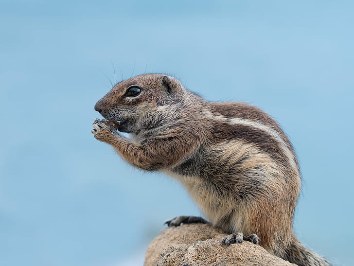 photo of squirrel on rock, barbary ground squirrel, barbary ground squirrel