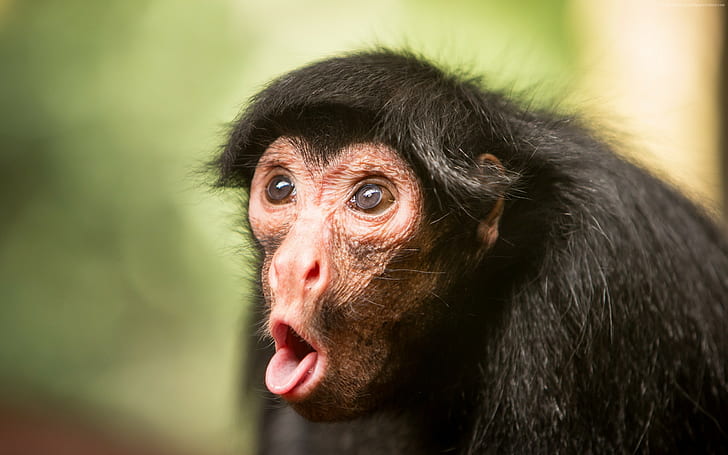 Funny monkeys 1080P, 2K, 4K, 5K HD wallpapers free download | Wallpaper  Flare