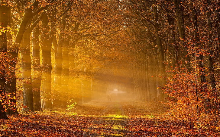 Fantastic Autumn Landscape, park, forest, trees, HD wallpaper