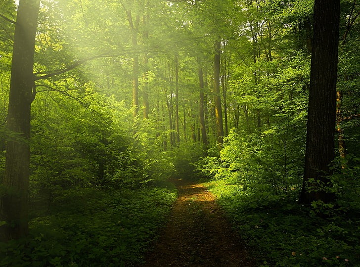 Hd Wallpaper Beautiful Nature Image Green Forest Green Trees Forests Landscape Wallpaper Flare