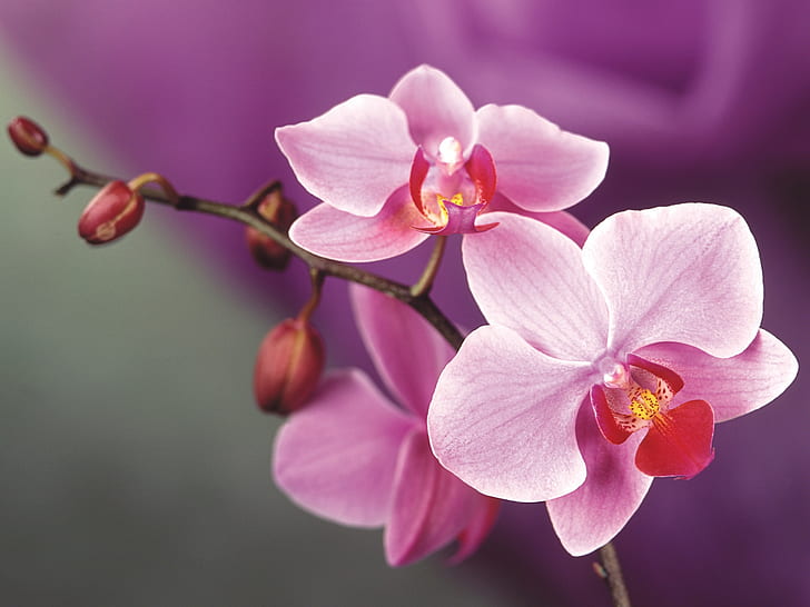 Pink orchid flowers, HD wallpaper