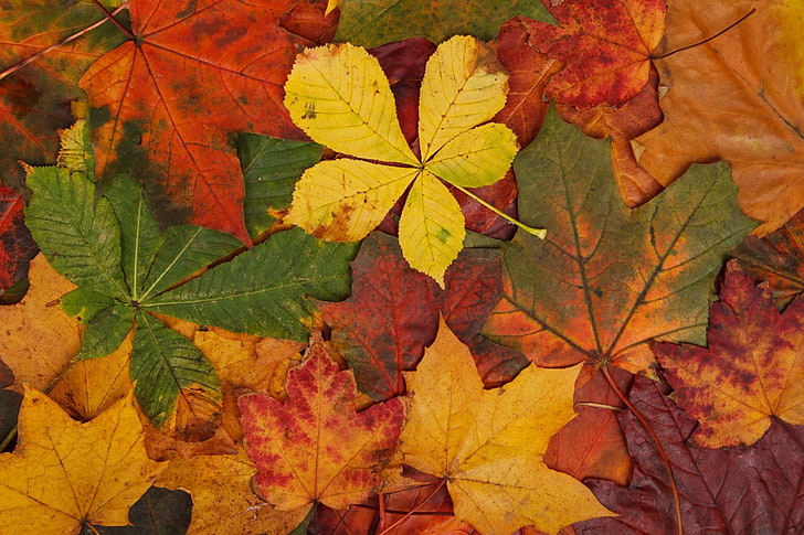 red and green leaf plant, abstract, fall, bright, brown, colorful, HD wallpaper