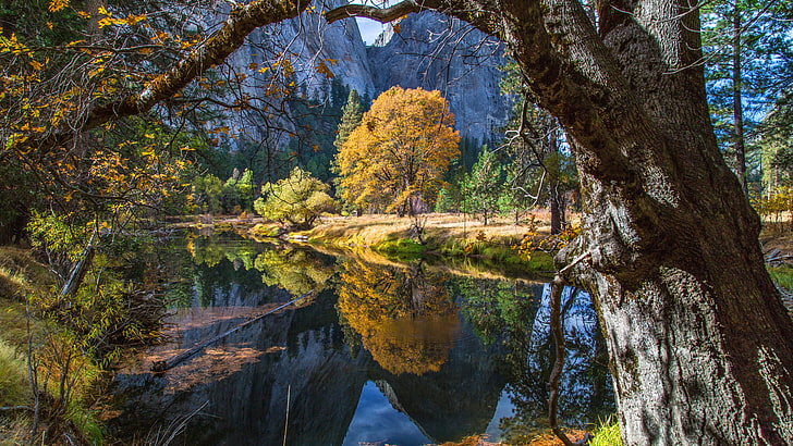 yosemite national park, california, united states, tree, autumn, HD wallpaper
