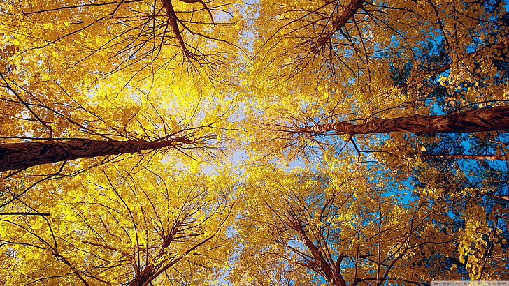 worm's eye view of yellow leafed trees, nature, fall, forest