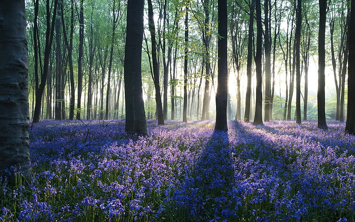 Dawn in Forest HD, lavender field, nature, landscape, HD wallpaper