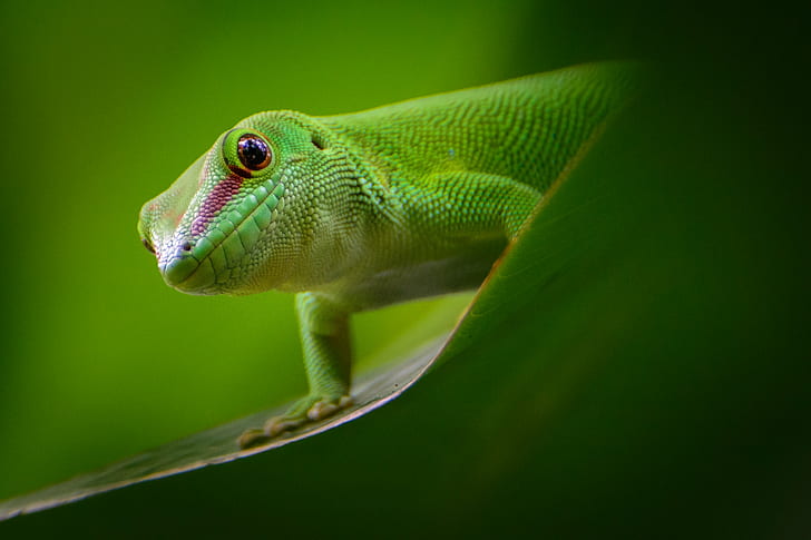 green lizard close up photography, Push-up, Madagascar day gecko
