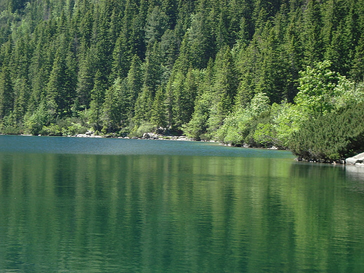 landscape, forest, water, trees, lake, plant, beauty in nature