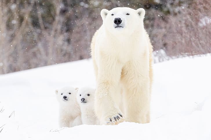 winter, snow, bears, cubs, Polar bears, two of the bear, HD wallpaper