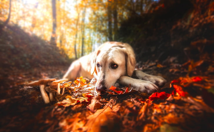 yellow Labrador retriever lying on brown withered leaves in forest at daytime, HD wallpaper