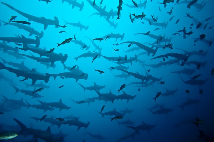 sea, ocean, blue, costa rica, shark herd, coco island, HD wallpaper