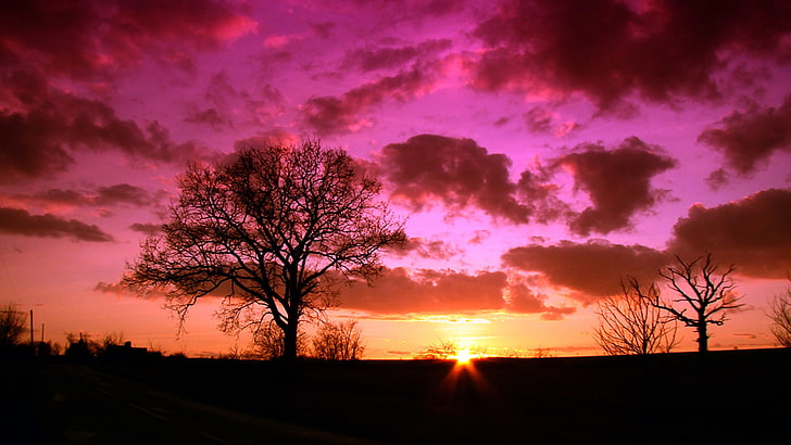 sky, sunrise, pink sky, pink sunrise, tree, silhouette, cloud, HD wallpaper