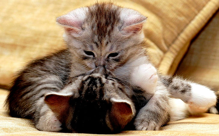 Tender Kiss, two grey tabby kittens, cats, cute, animals, HD wallpaper