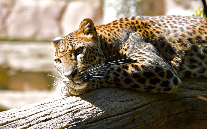 Lazing Leopard, leopard animal, HD wallpaper