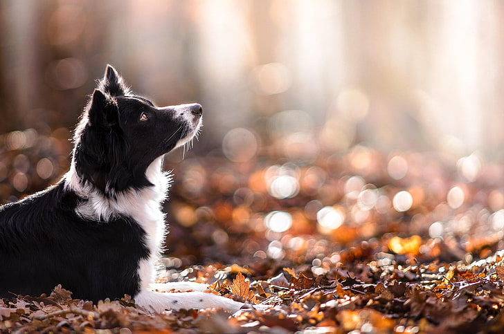 medium-coated black and white dog, animals, depth of field, nature, HD wallpaper