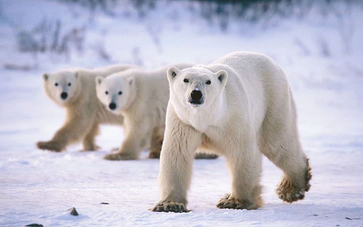 Polar Bears Feed Mainly On Ring And Bearded Seals, Also Eat Harp And Hooded Seals And Collect The Carcasses Of Beluga Whales, Walruses, HD wallpaper