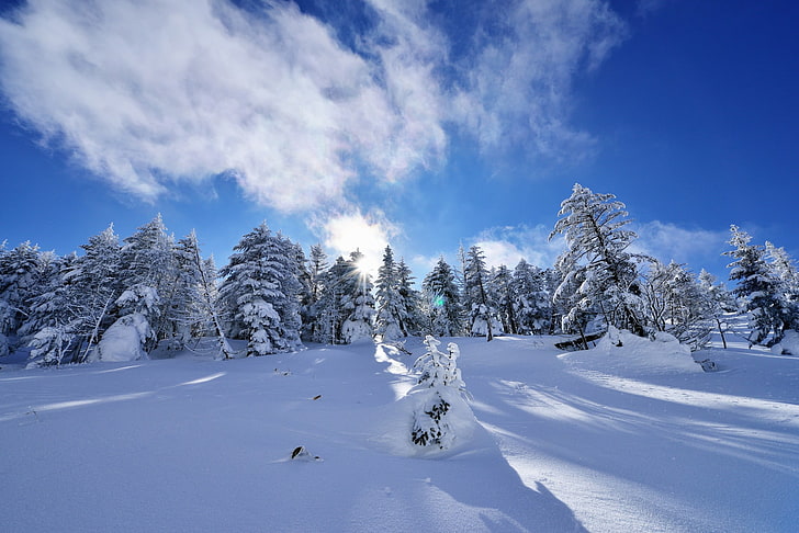 winter, snow, landscape, trees, cold temperature, cloud - sky, HD wallpaper
