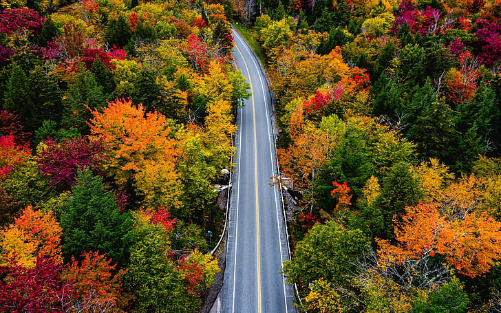 road, autumn, forest, trees, Vermont, Smugglers Notch