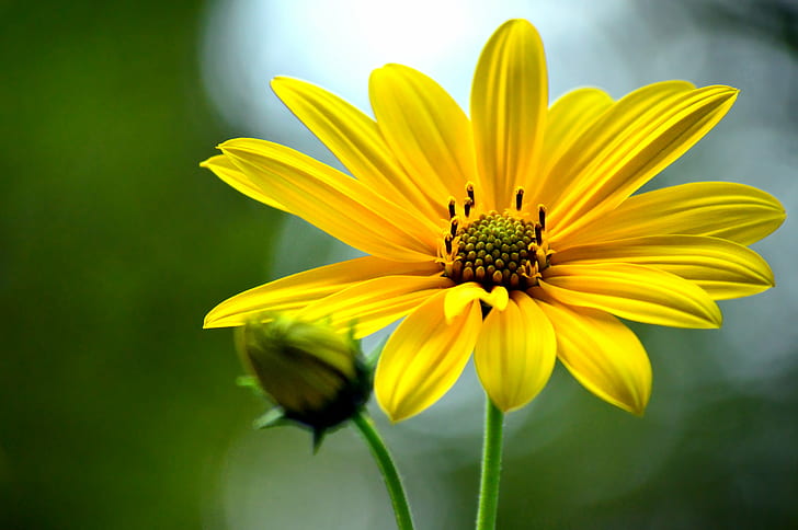 yellow petaled flower, heyday, flower  flower, jaune, gelb, giallo
